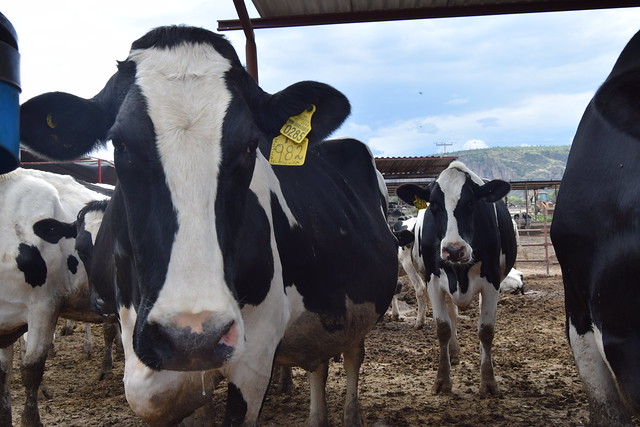 Autónoma de Aguascalientes desarrolla investigación sobre trastornos metabólicos en ganado lechero