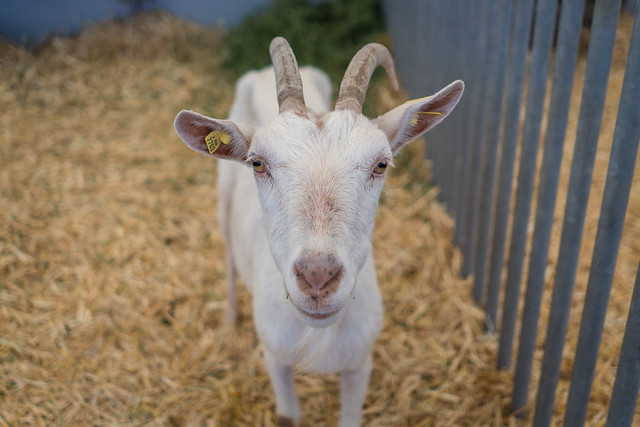 La Expo Ganadera de Aguascalientes presenta la XXX Exposición Regional de Caprinos