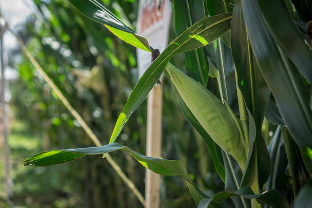Entregan apoyos de semilla certificada a 998 agricultores en Aguascalientes