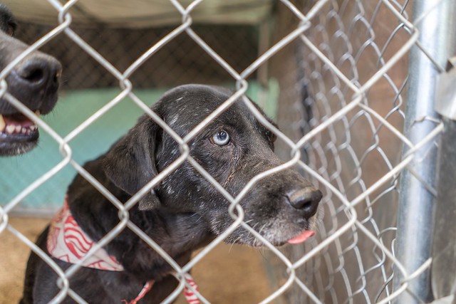 Propietarios de perros deben prepararse para enfrentar la vejez y muerte de sus mascotas