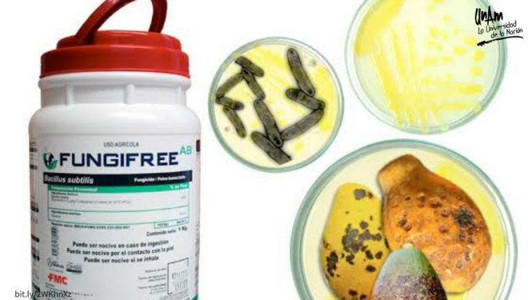 Exportarán biofungicida desarrollado en la UNAM