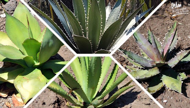 Descubren cuatro nuevas especies de agave en México