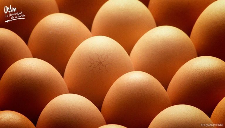 Desarrollan preparado de calcio para fortalecer el cascarón de huevo