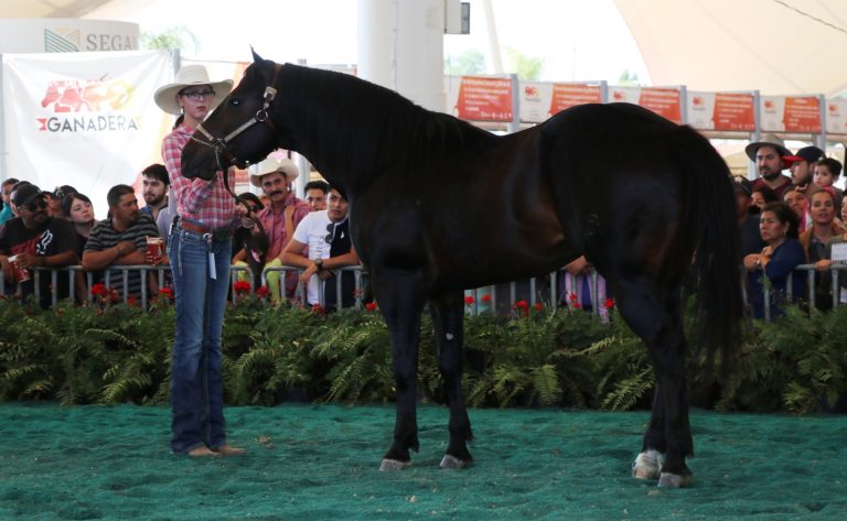 Exposiciones de caballos, en la Expo Ganadera de Aguascalientes