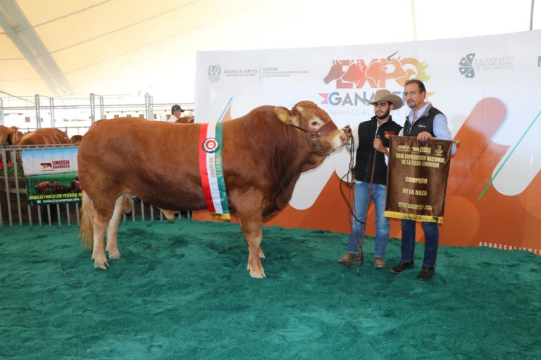 En la Feria Nacional de San Marcos de Aguascalientes, XXIX Exposición Nacional de Ganado Limousin