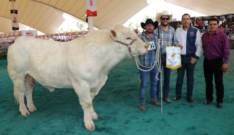 Campeonatos de bovinos productores de carne, en la Expo Ganadera de la Feria Nacional de San Marcos de Aguascalientes