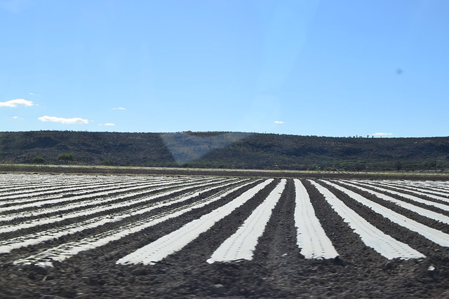 Desde Aguascalientes, iluminación artificial de los cultivos, una alternativa para el cambio climático