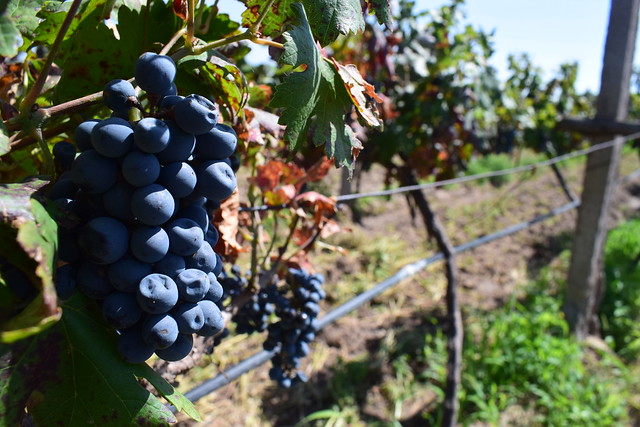Sedrae brinda asistencia técnica a viticultores de Cosío, Aguascalientes