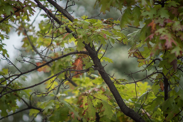 México, primero en América Latina en sistematizar atención al cambio climático