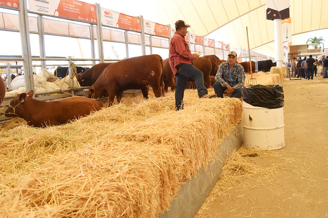 Exposiciones Nacionales de Ganado Angus, Cabras y de Burros y Mulas, en la tercera etapa de la Expo Ganadera en Aguascalientes