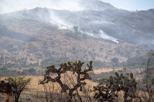 Típicos, los incendios forestales registrados en el país