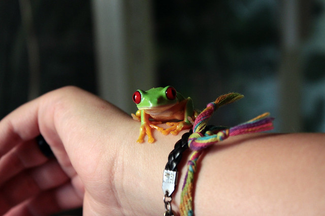 México, el país con más especies en peligro de extinción