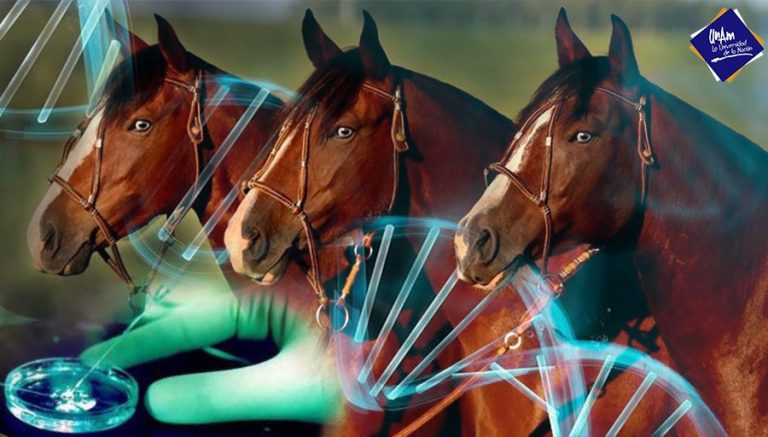 Clonación de caballos no sustituye su reproducción natural