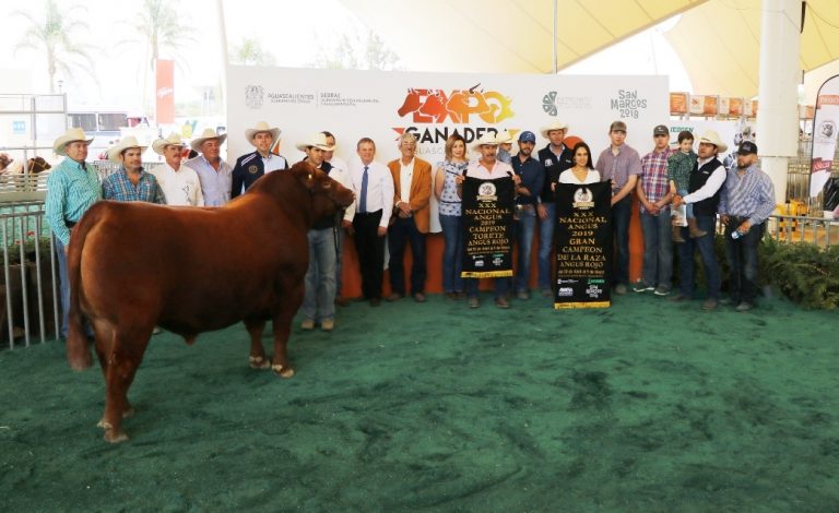 Calificación de ganado bovino de la raza Angus Rojo, en la Expo Ganadera de la FNSM de Aguascalientes