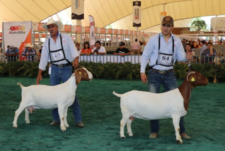 La XX Exposición Nacional de Cabras, en la tercera etapa de la Expo Ganadera de Aguascalientes