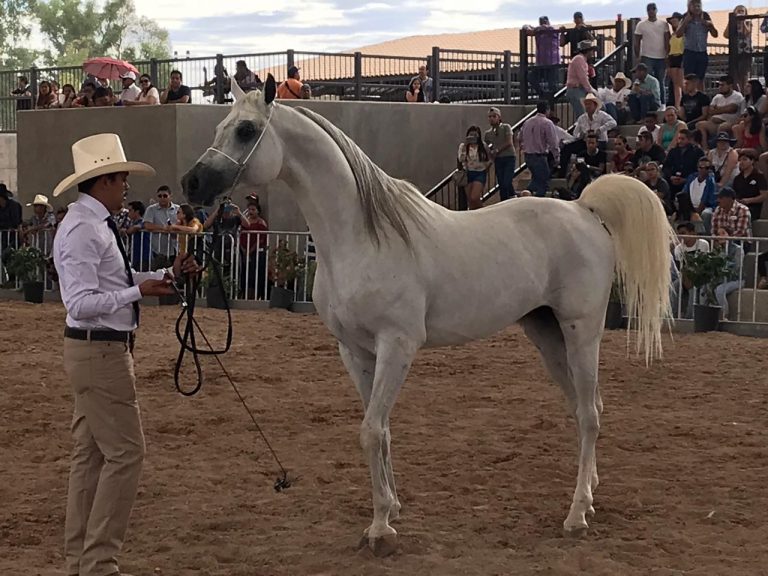 Presentan ejemplares de burros, mulas y caballos en la Expo Ganadera de Aguascalientes