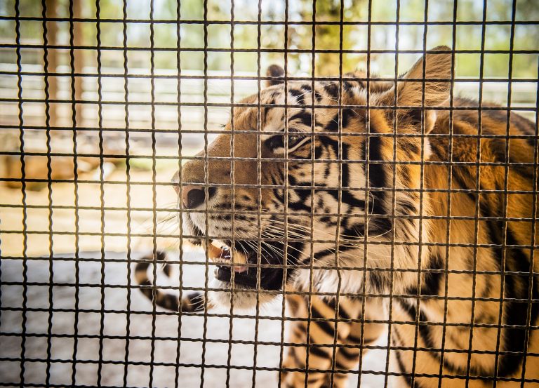 Desde Aguascalientes, en 2018 se reincorporaron 300 ejemplares de fauna silvestre a su hábitat