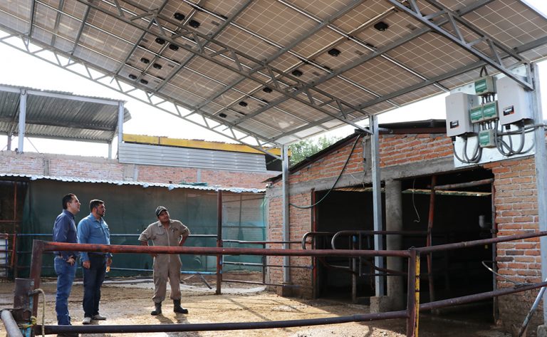 Ganaderos de Aguascalientes utilizan paneles solares en sus explotaciones pecuarias
