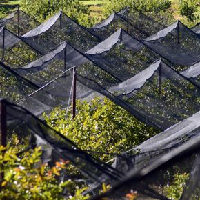 32472872245_5aec287aca_z