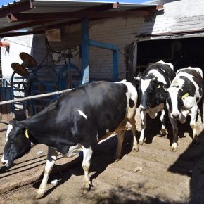 46545615975_25fa39ee63_z