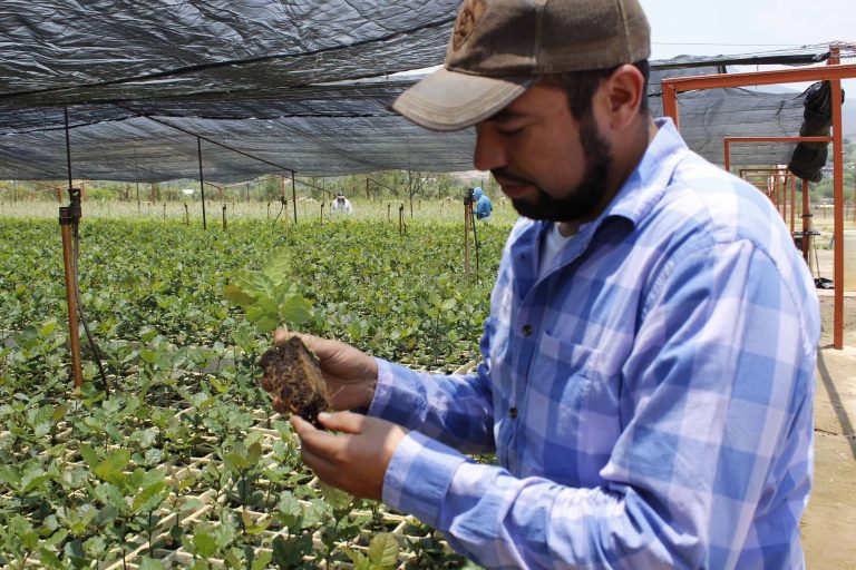 Destinan 5.2 mdp para restauración forestal en Aguascalientes