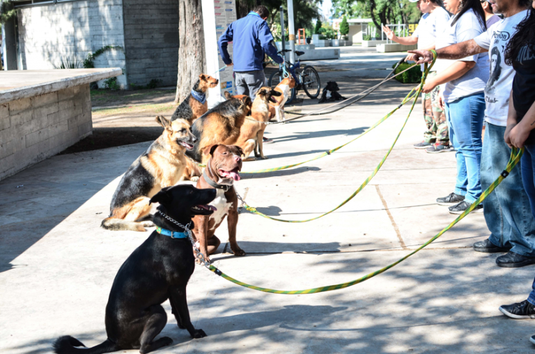 Invitan a cursos gratuitos de adiestramiento canino en Aguascalientes