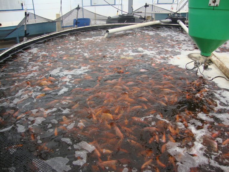 Crean mexicanas alimento para peces que estimula su sistema inmune