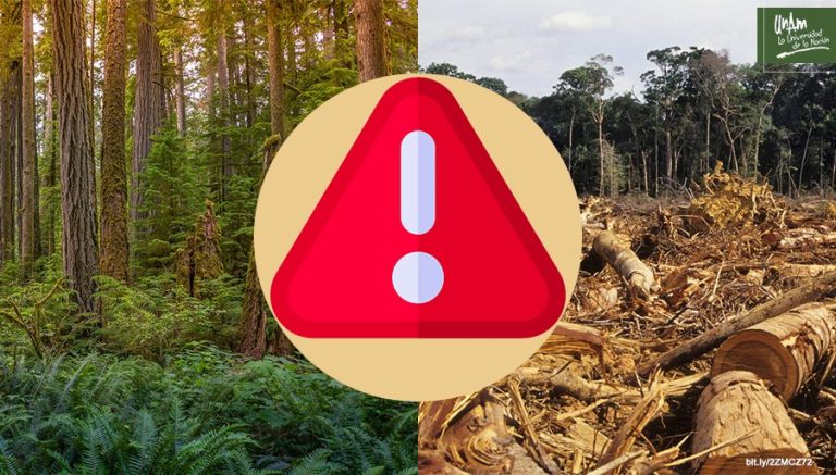 Bosques tropicales, los ecosistemas terrestres más biodiversos del planeta   