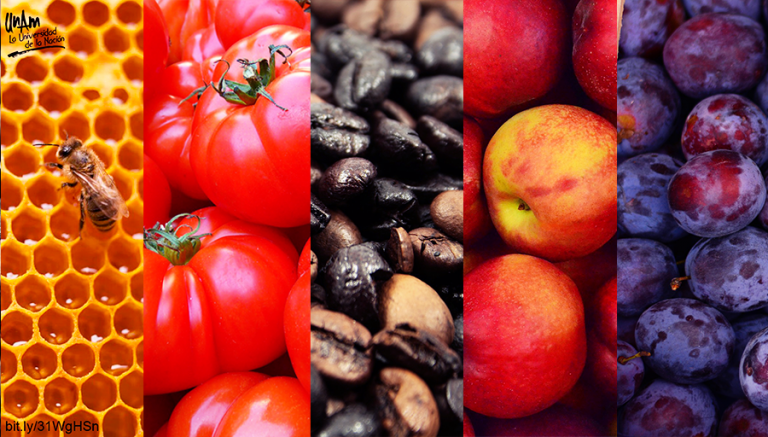 Crisis en producción de alimentos por ausencia de polinización   