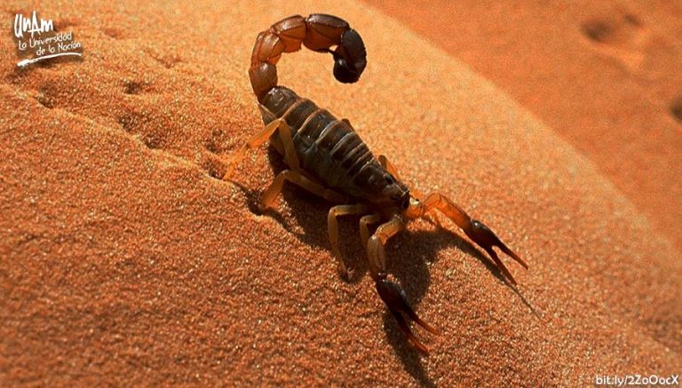 Descubren en veneno de alacrán antibiótico contra la tuberculosis