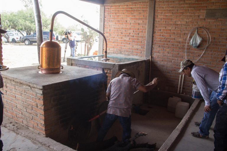 Inauguran módulo artesanal de mezcal en Aguascalientes