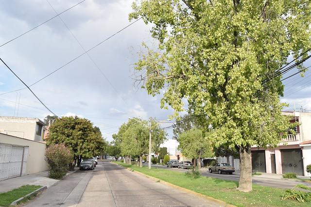 Celebran el Día Mundial del Árbol en Aguascalientes