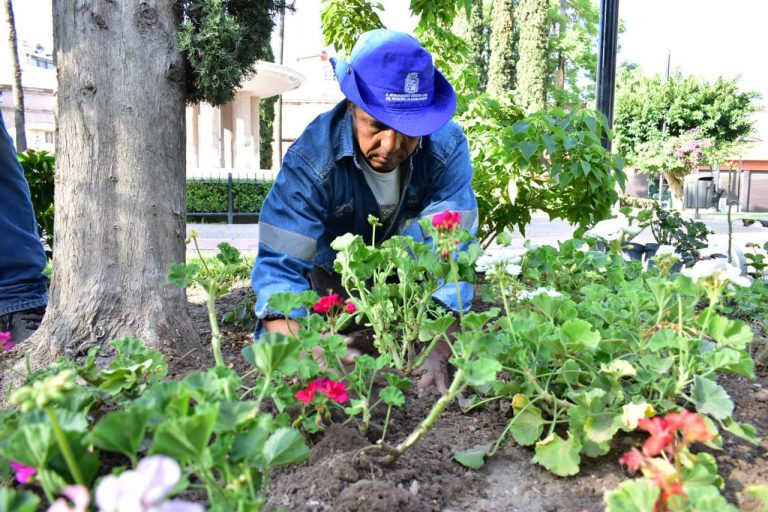 Colocan vegetación en parques y camellones de Aguascalientes