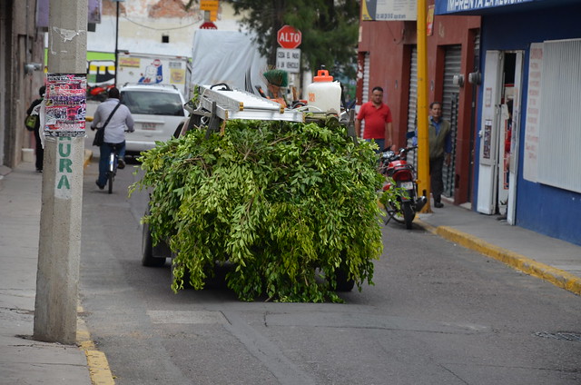 Podará municipio capital de Aguascalientes, eucaliptos para evitar su caída por precipitaciones