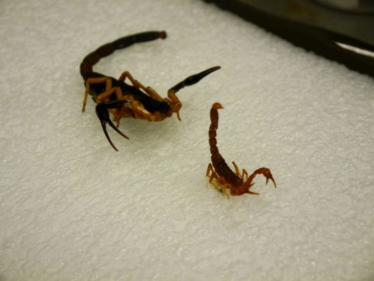 Bióloga de Aguascalientes impulsa investigación de alacranes para el desarrollo de antivenenos