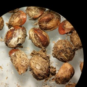 BOLETÍN 226 Semilla