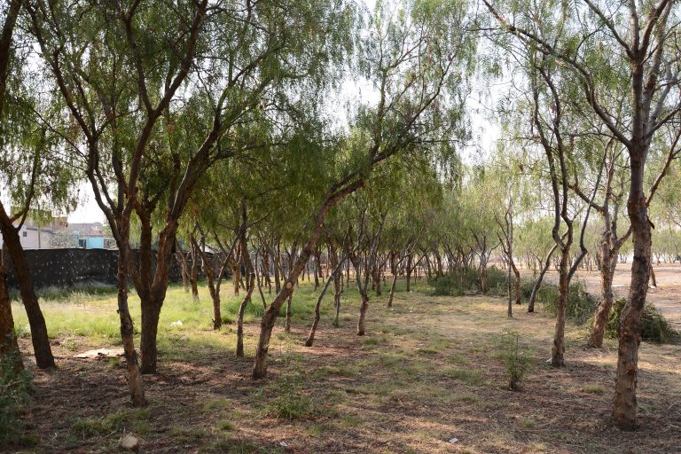Aguascalientes más verde, la ciudad tendrá nuevo bosque urbano