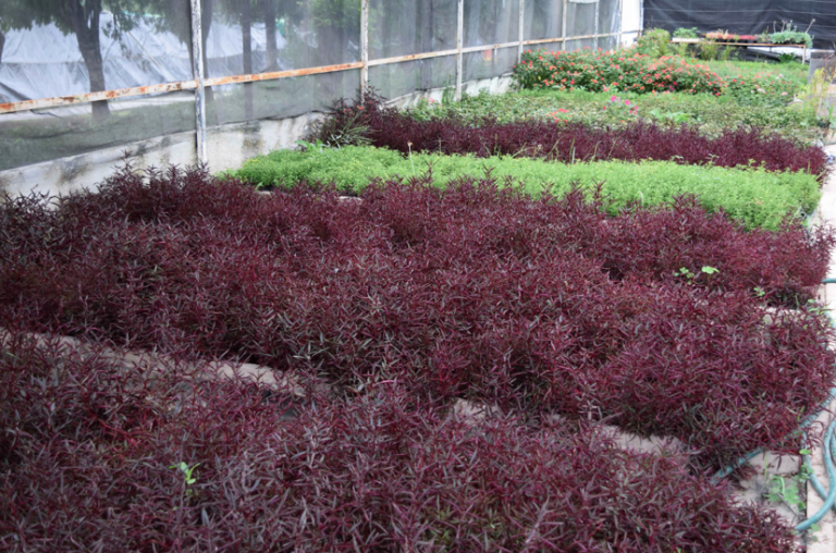 Reanudará Ayuntamiento de Aguascalientes programa de donación de plantas