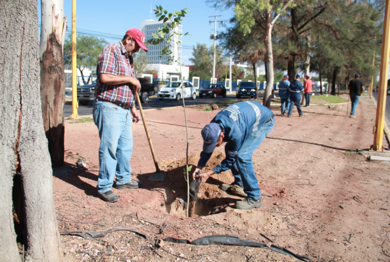 Planta Ayuntamiento de Aguascalientes más de mil árboles 