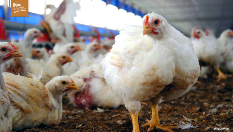 Un mito, el uso de hormonas para el crecimiento de pollos para consumo humano   
