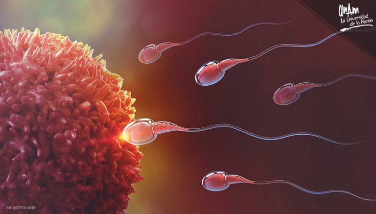 Observan movimiento de espermatozoide en 3D   