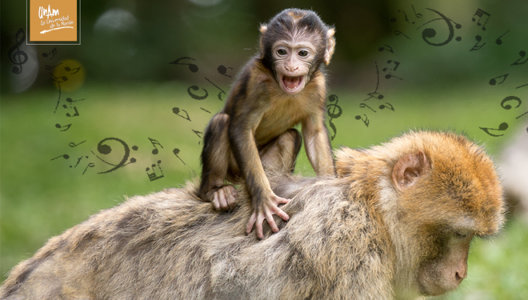 Los macacos pueden seguir el ritmo al procesar con su cerebro el movimiento   