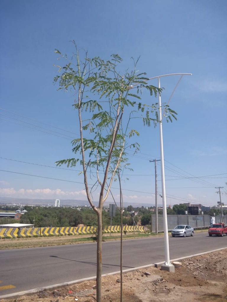 Continúa reforestación en el nuevo paso a desnivel del Antiguo Camino a San Ignacio en Aguascalientes