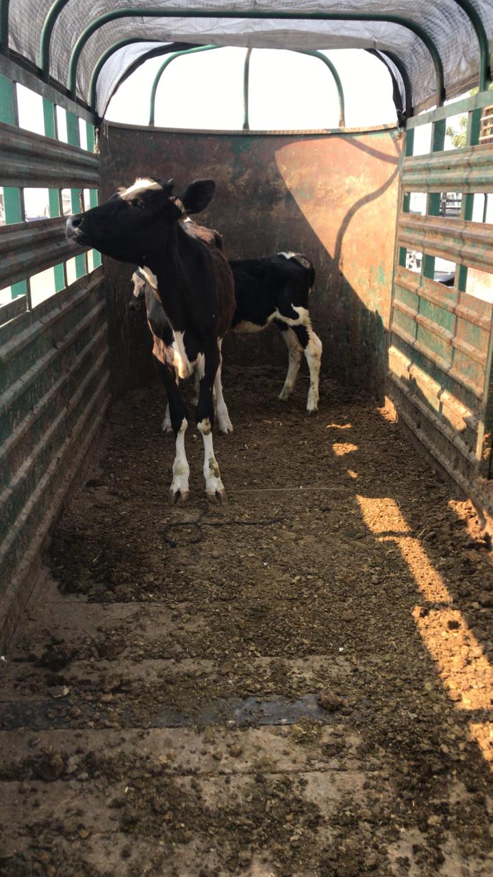 Se intensifican las acciones contra el robo de ganado en Aguascalientes