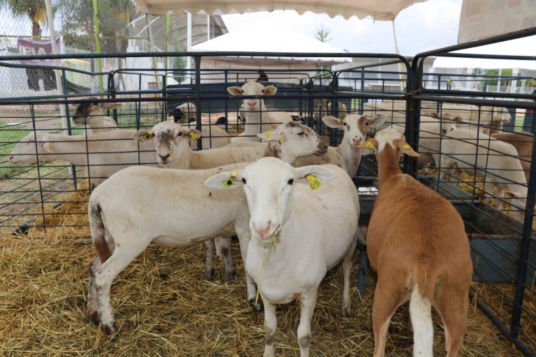 Apoyarán a ganaderos de Jesús María, Aguascalientes, con 30 sementales