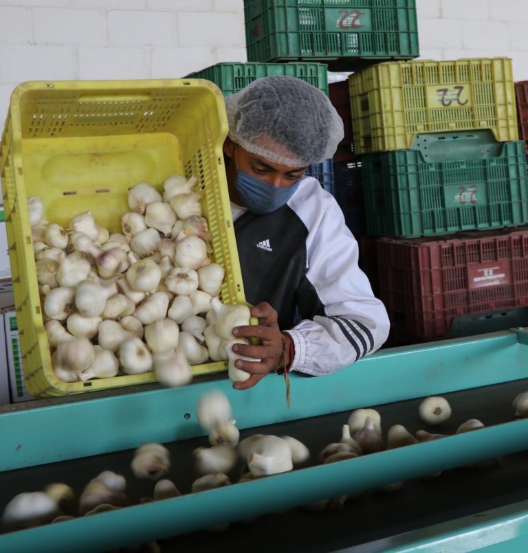 En Aguascalientes, productores del estado generan dos mil toneladas de ajo