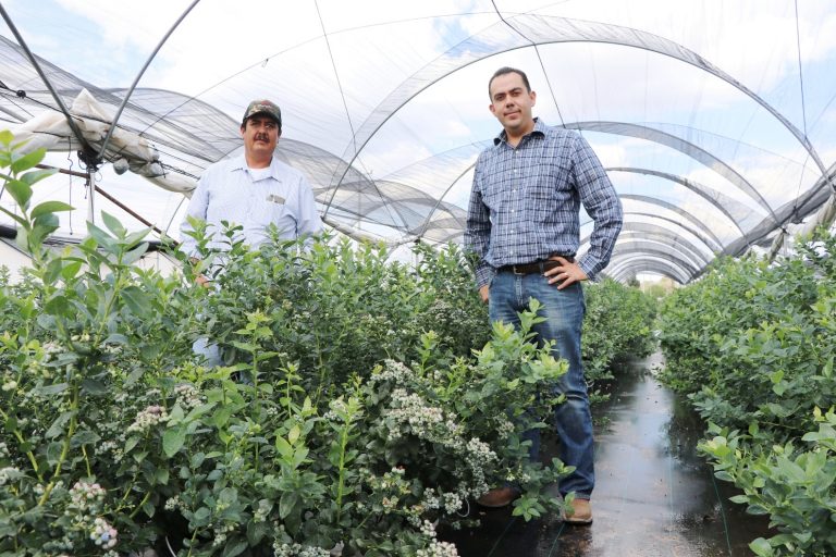 Supervisan cultivos de maíz de alta rentabilidad y de reconversión a arándano    