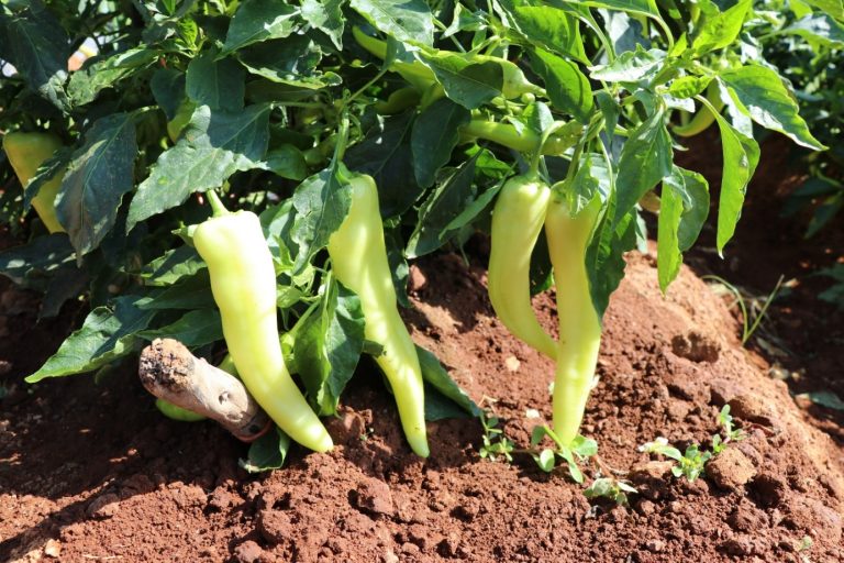 Se espera este año cosecha de 17 mil 500 toneladas de chile en Aguascalientes