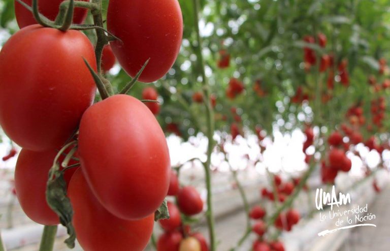 Con hongos, defienden al jitomate científicos de la UNAM   