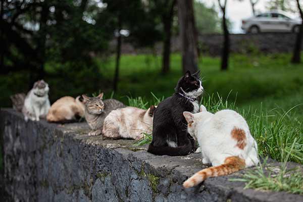 En tiempos modernos, la compañía ideal son los gatos